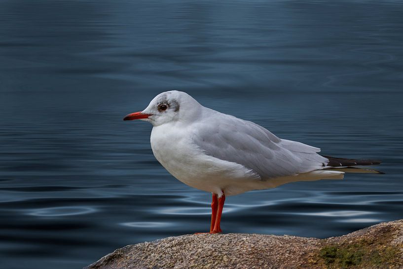 Gull by Puravida - Photography and photo art