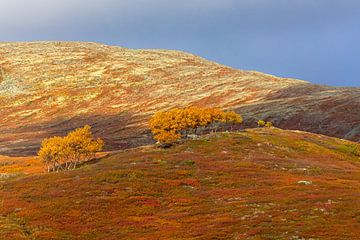 Bergkamm in Norwegen im Herbst