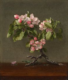 Apfelblüten, Martin Johnson Heade