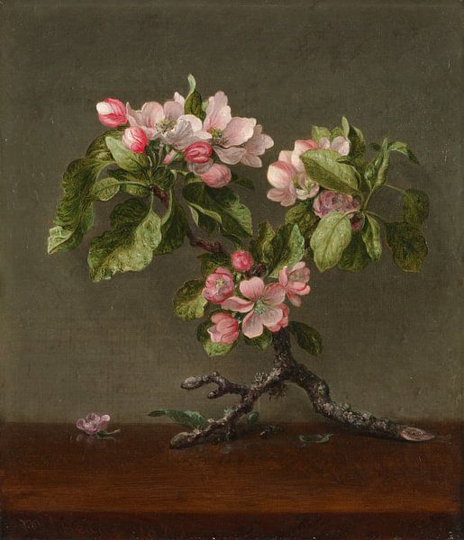 Apple Blossoms, Martin Johnson Heade par Des maîtres magistraux