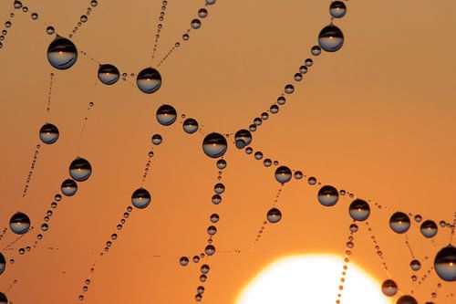 drops at sunrise - pearls in the polder