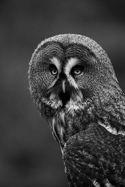 Der stille Blick eines Nachtwächters von Yuri Hogenes