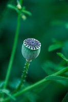 The Outblown Poppy
