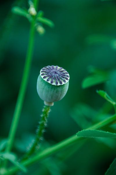 Der verblühte Mohn von Kijk eens naar het vogeltje