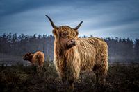 Schottische Highlander im Morgenlicht.