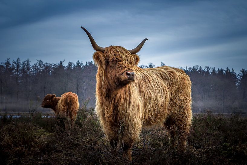 Scottish Highlander in the morning light. by Hans Buls Photography