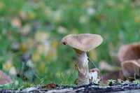 Kleine paddenstoel