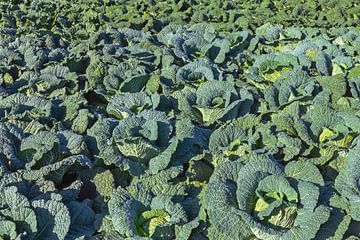 Field with savoy cabbage by MMFoto