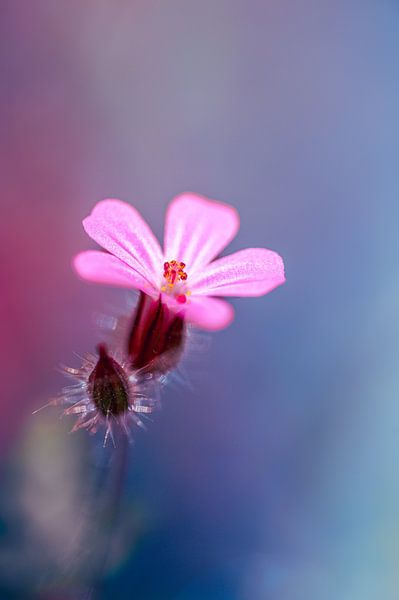 Forget-me-not, but different by MdeJong Fotografie