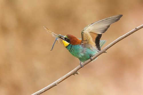 Chasseur de libellules