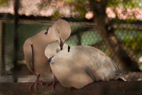 The Sultans Doves are in Love