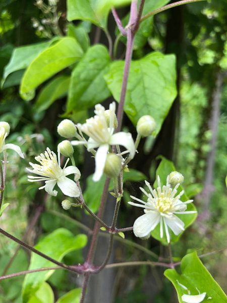 Plant van tania mol