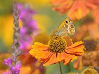 Colourful flowers with a butterfly