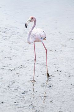 Flamingo Water Ballet - Spitzengefühl van Angelique Faber
