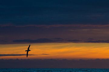 Albatros über dem Meer am Morgen von Menno van Duijn