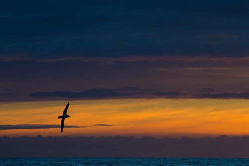 Albatros über dem Meer am Morgen