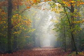 framed by light by Roelie Steinmann