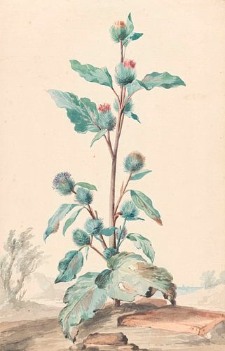 Distel, Aert Schouman