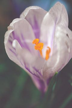 Witte krokus bloem | Natuur fotografie van Denise Tiggelman