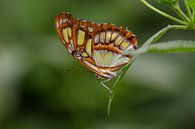 Malachit Schmetterling von Anjo ten Kate Miniaturansicht