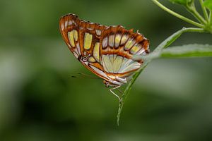 Malachite butterfly