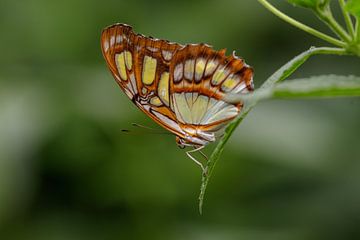 Malachit Schmetterling