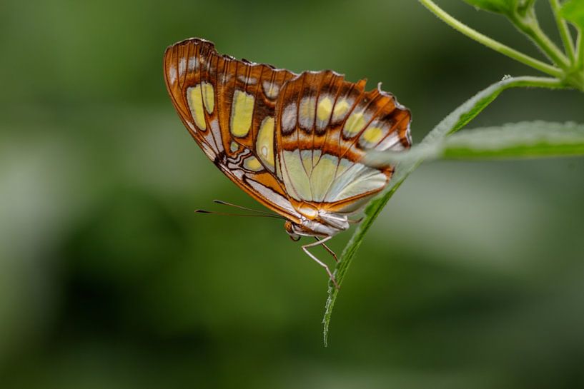 Papillon malachite par Anjo ten Kate