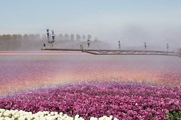 Irrigatie van een tulpenveld creeert een regenboog van W J Kok