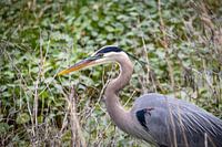 Blauwe reiger