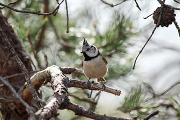  crested tit