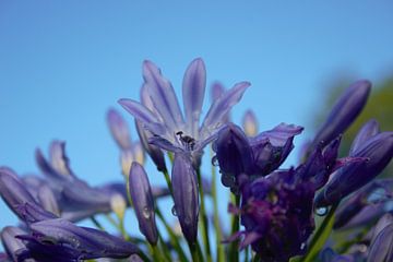 violette Blume, blaue frische Sommerluft von Anke Winters