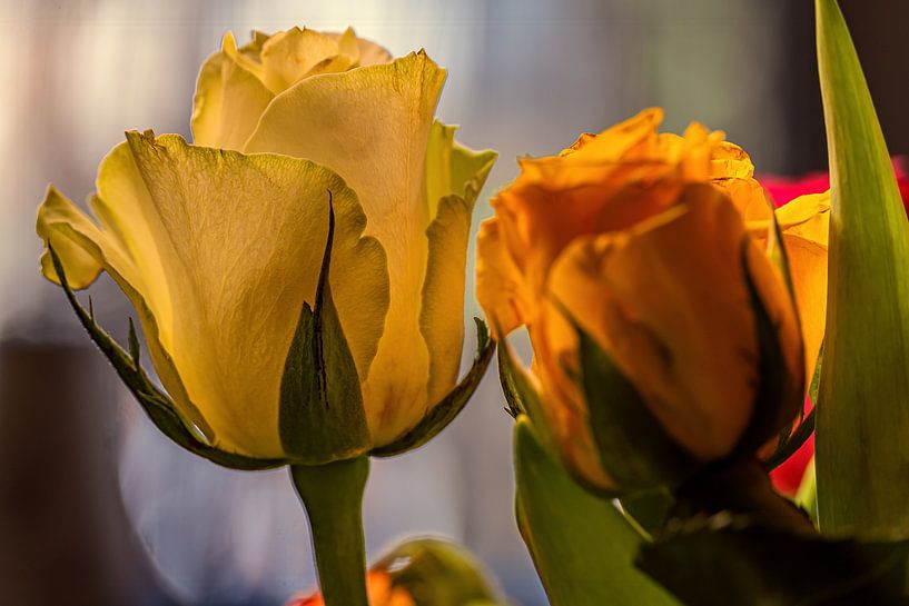 ROSE TIME by Photoart-Naegele