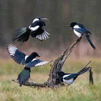 Magpie corridor