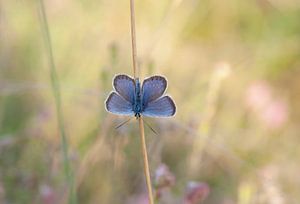 Schmetterling (Heidekraut) im Sommerfeld