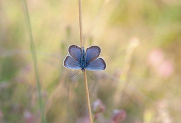 Vlinder (Heideblauwtje) in zomers veld
