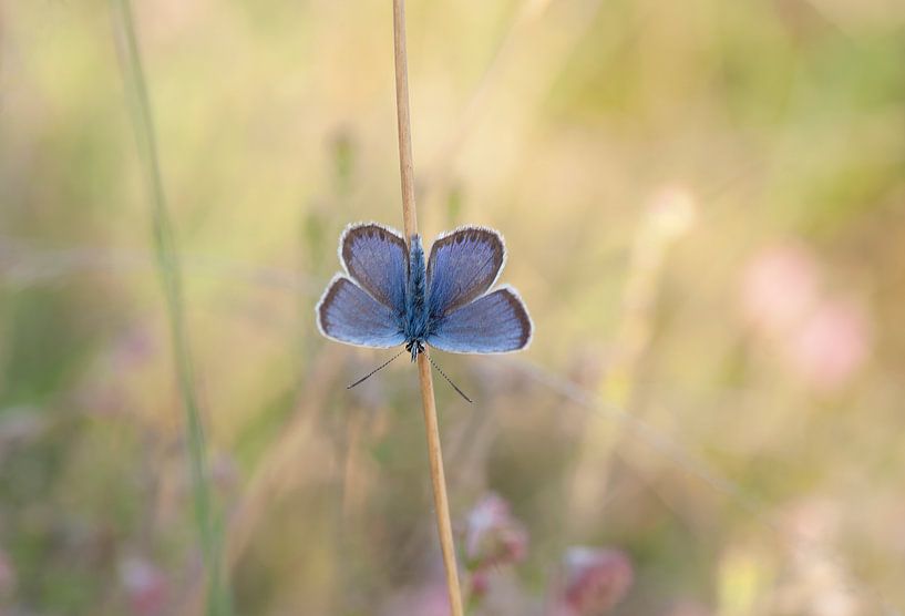 Butterfly (studded blue) in summer atmosphere by Birgitte Bergman