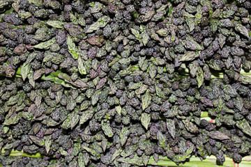 Bunch of purple asparagus by Anna van Leeuwen