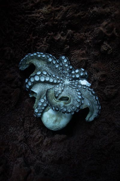 Octo by Lieke Post | Peeks Below
