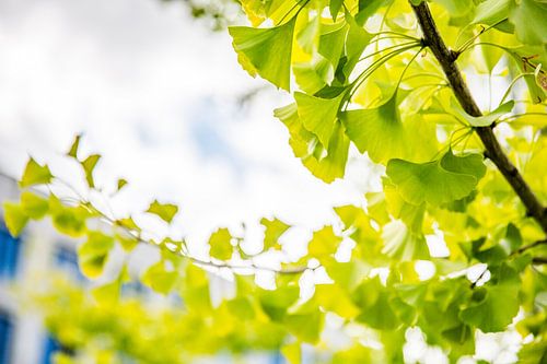 Ginkgo dans la lumière estivale