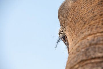 een close-up van een oog van een oude olifant. van Marcel Derweduwen
