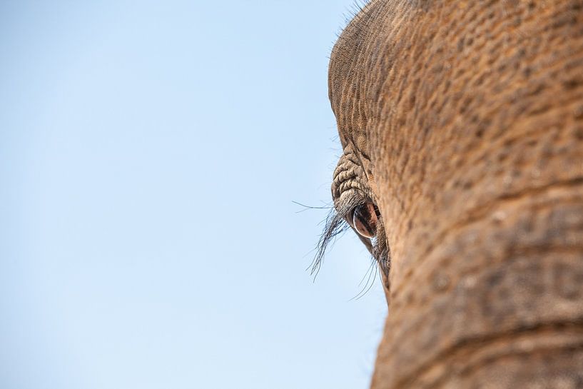 a close-up of an old elephant's eye. by Marcel Derweduwen