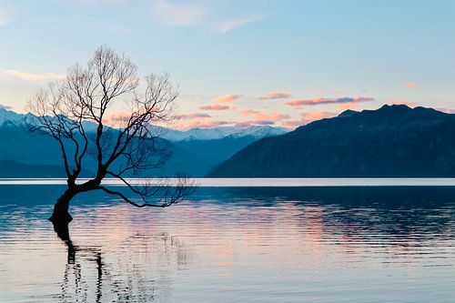 Der Wanaka-Baum