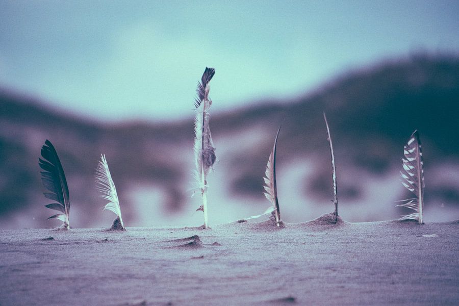 Plumes sur la plage de Terschelling par l'artiste Alex Hamstra