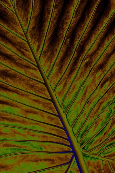 Alienation arrow leaf by Dieter Walther