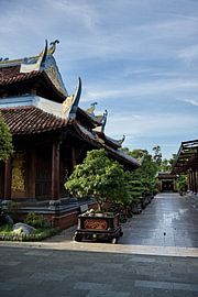 A line of bonsai trees in a sacred courtyard by Frank Photos