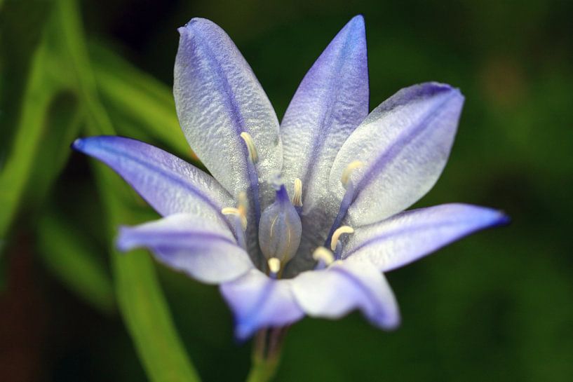 Triteleia laxa par Jolanta Mayerberg