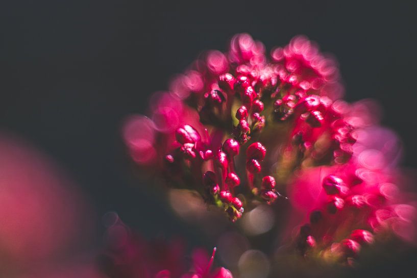 Roze bloem van Yara Verstappen
