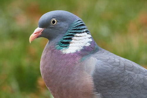Houtduif