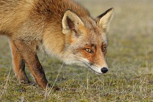 Renard (Vulpes vulpes)