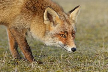 Vos (Vulpes vulpes) van Ronald Pol